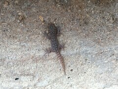 Mediodactylus kotschyi