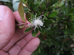 Eugenia mattosii