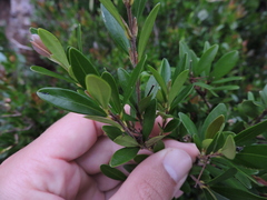 Eugenia mattosii
