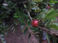 Eugenia mattosii