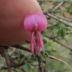 Indigofera spinescens