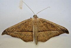 Sarisa muriferata