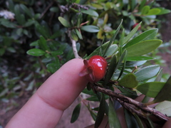 Eugenia mattosii