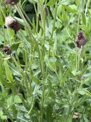 Cirsium arvense
