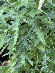 Cirsium arvense