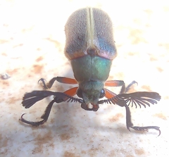 Polytomus marginatus