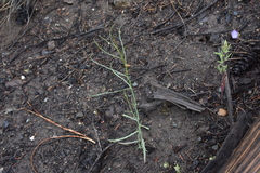 Stephanomeria tenuifolia