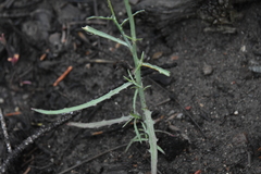 Stephanomeria tenuifolia