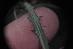 Stephanomeria tenuifolia