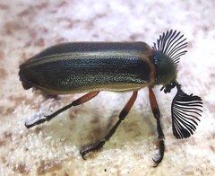 Polytomus marginatus