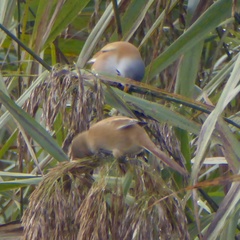 Panurus biarmicus
