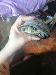 Kinosternon integrum