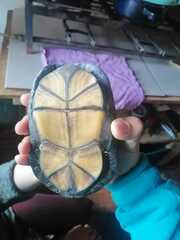 Kinosternon integrum