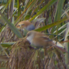 Panurus biarmicus