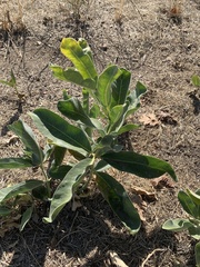 Asclepias eriocarpa