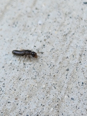 Reticulitermes hesperus