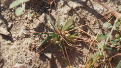 Hypertelis umbellata