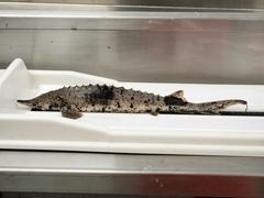 Acipenser fulvescens