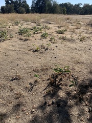 Asclepias eriocarpa