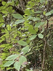 Cornus mas