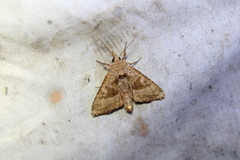 Phlogophora periculosa