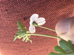 Coreocarpus parthenioides parthenioides