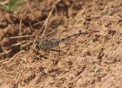 Dromogomphus spoliatus