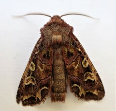 Ichneutica chlorodonta