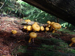 Chrysomphalina chrysophylla