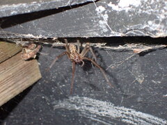 Eratigena