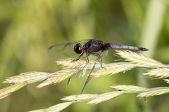 Erythrodiplax paraguayensis