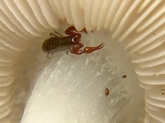 Neobisium