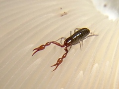Neobisium