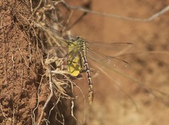 Dromogomphus spoliatus