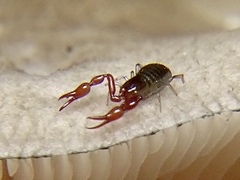 Neobisium