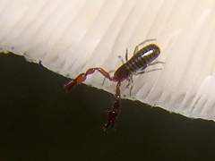 Neobisium