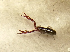 Neobisium