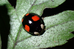 Harmonia axyridis