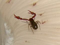 Neobisium