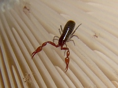 Neobisium