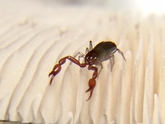 Neobisium