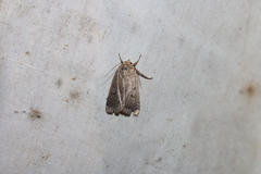 Abagrotis