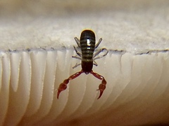 Neobisium