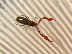 Neobisium