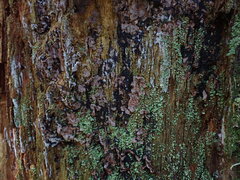 Veluticeps abietina