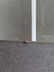 Eriopis connexa