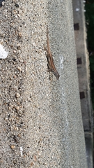 Sceloporus pyrocephalus