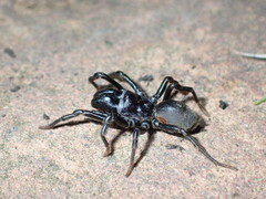 Atypus affinis