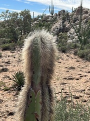 Lophocereus schottii