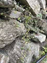 Cymbalaria muralis